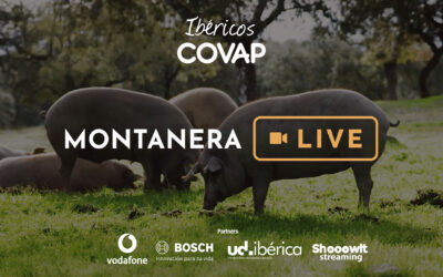 Ibéricos COVAP y Vodafone presentan la Iniciativa “Montanera Live”